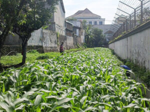 Bertani untuk Berkarya: Pembinaan Narapidana Lapas Magelang Melalui Kegiatan Pertanian