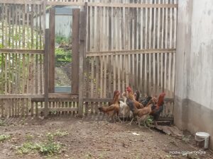 “Berkarya dengan Kaki dan Tangan: Narapidana Lapas Magelang di Balik Kegiatan Peternakan Ayam”