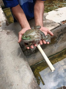 Budidaya Katak Lembu sebagai Upaya Rehabilitasi: Pelatihan di Lapas Magelang